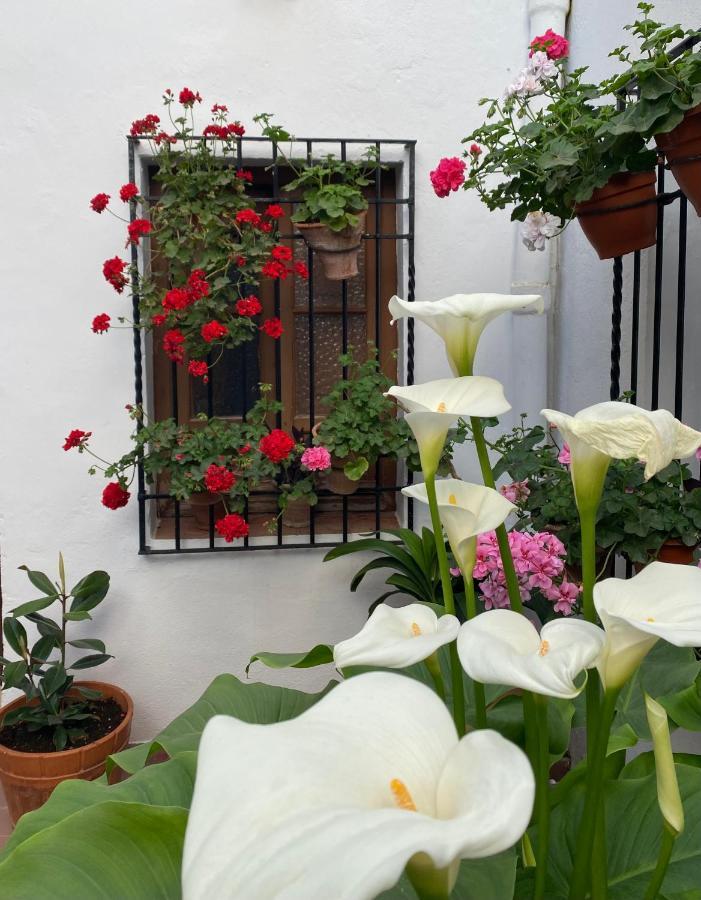 El Patio De Regina Apartment Кордоба Екстериор снимка