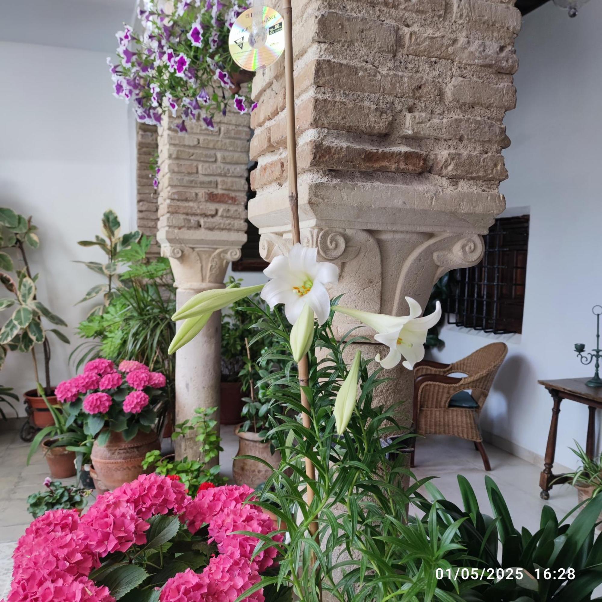 El Patio De Regina Apartment Кордоба Екстериор снимка