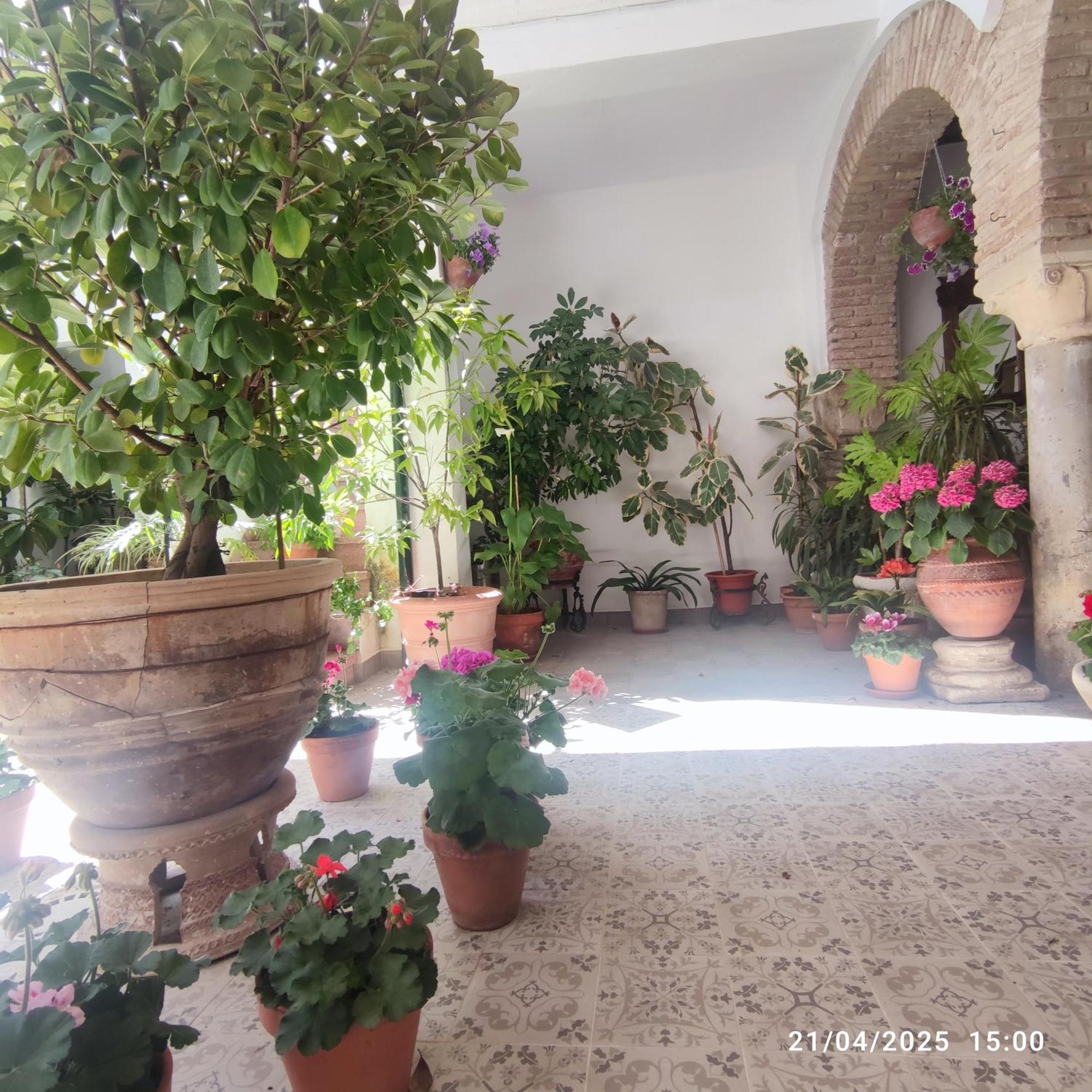 El Patio De Regina Apartment Кордоба Екстериор снимка